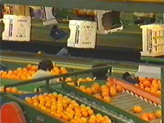 naranjas 08  ALIMENTOS MERCADO